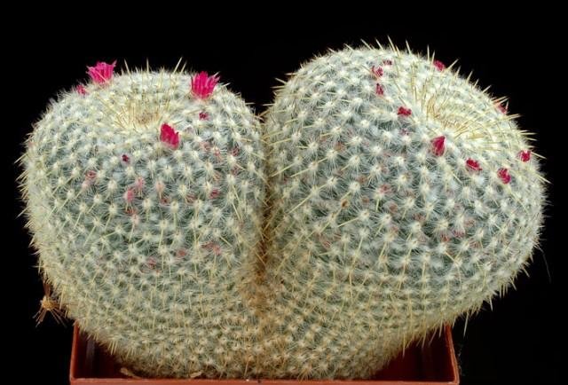 Mammillaria_muehlenpfordtii